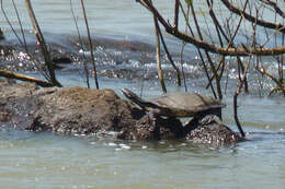 Image of William’s South-American Side-necked Turtle