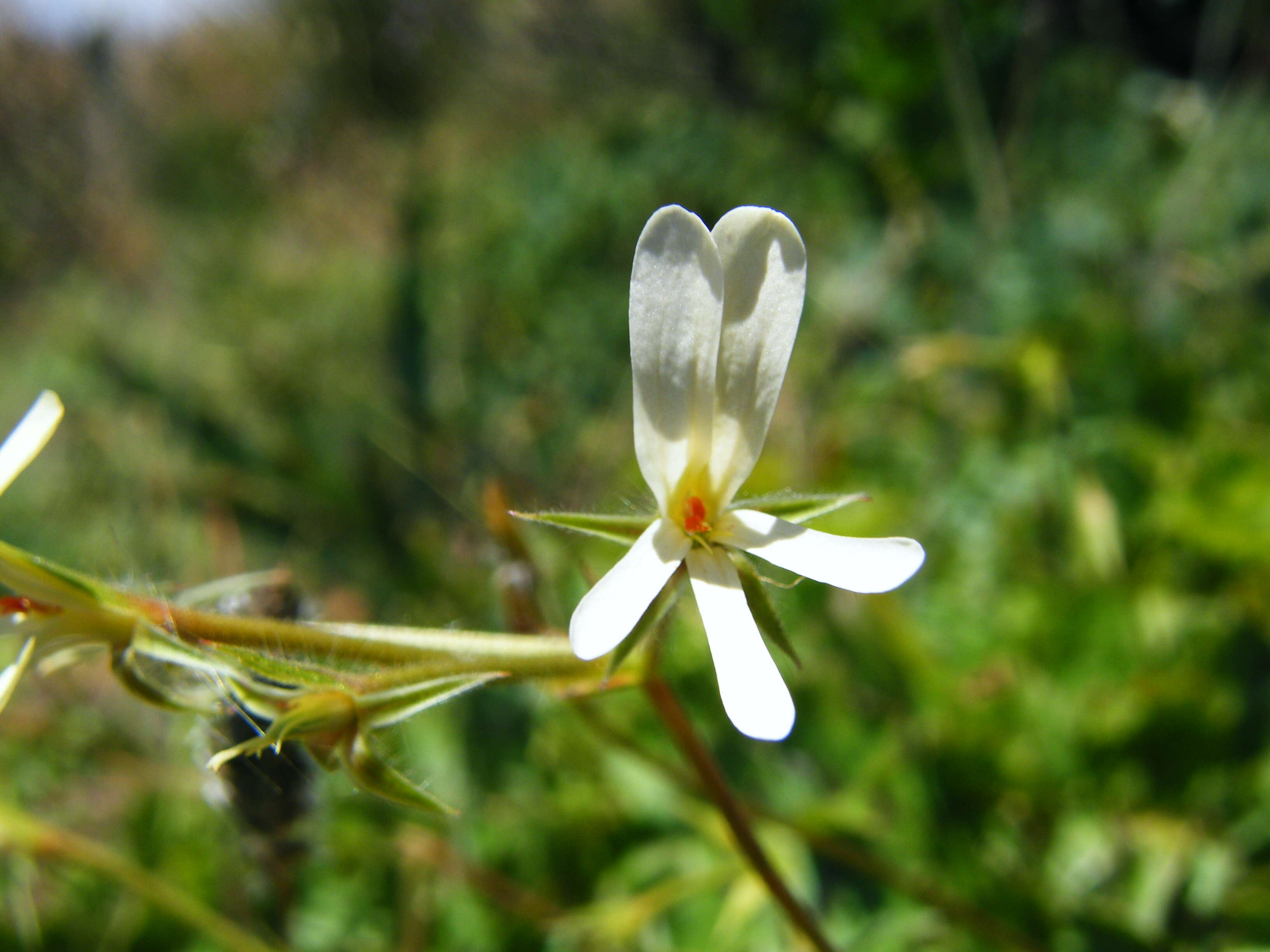 Image of Geranium