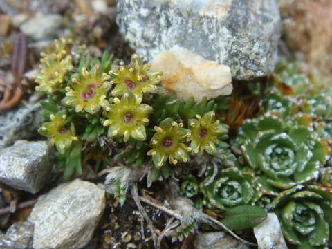 Image of Saxifraga styriaca Köckinger