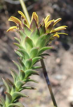 Image of Oedera imbricata Lam.