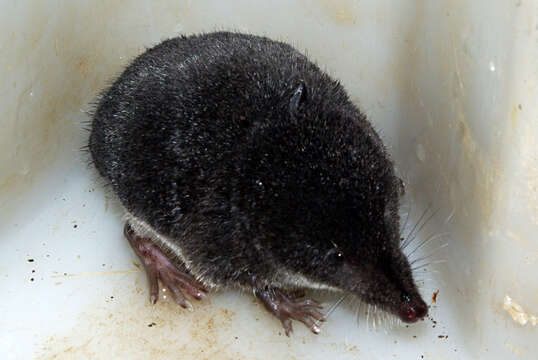 Image of millers water shrew, southern water shrew