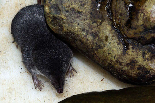 Image of millers water shrew, southern water shrew