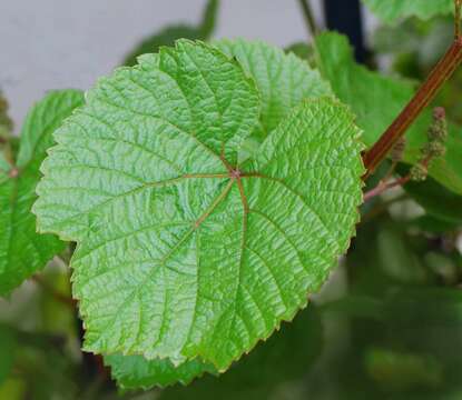 Image of crimson glory vine