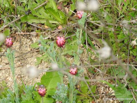 Imagem de Platycapnos spicata (L.) Bernh.