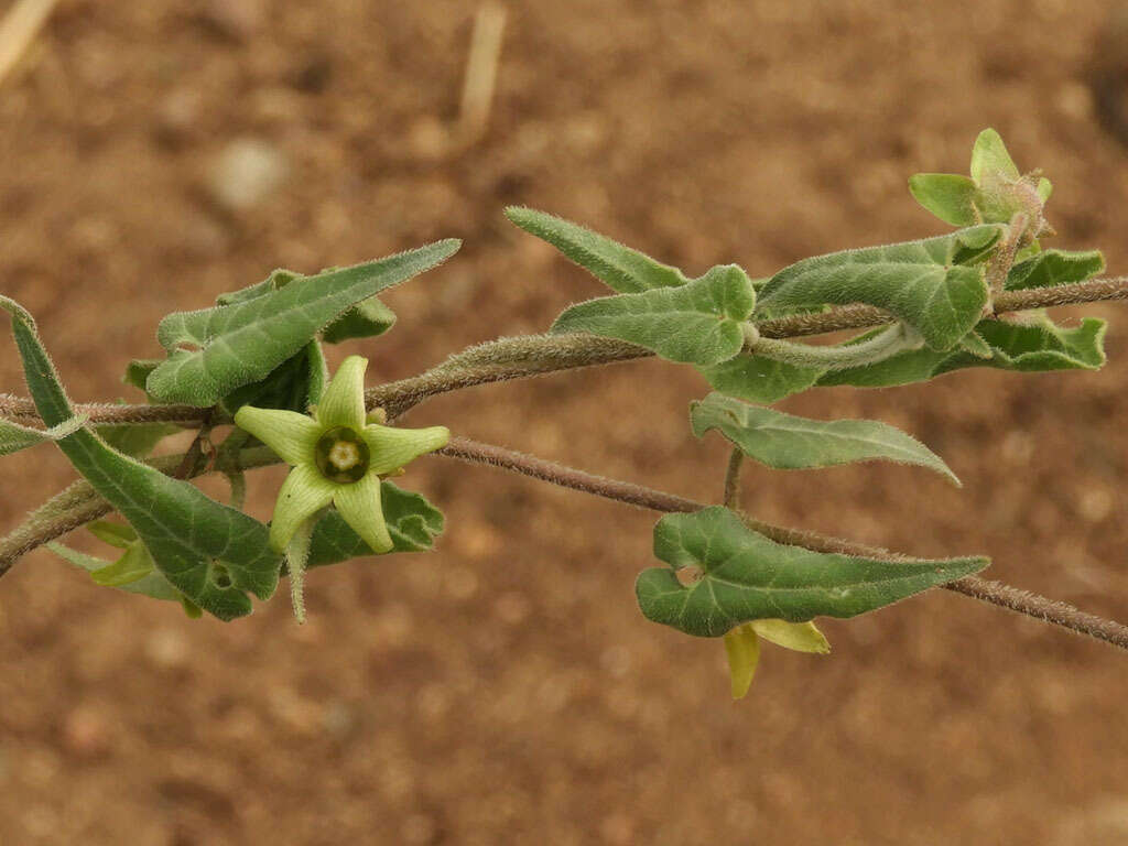 Image of Texas milkvine