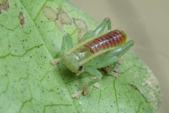 Image of Ocellarnaca