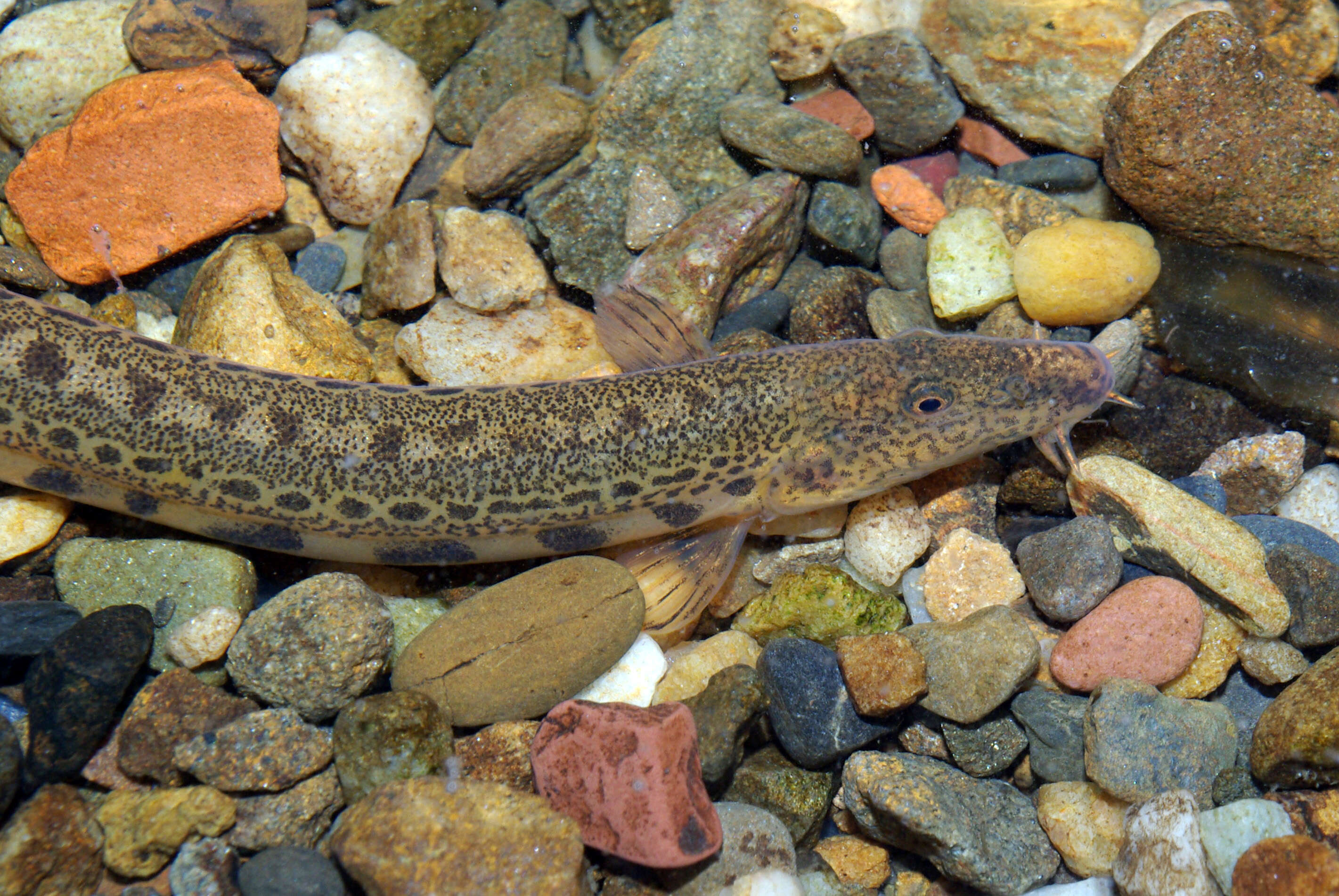 Image of Northern Iberian spined-loach
