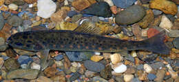 Image of Brown Trout