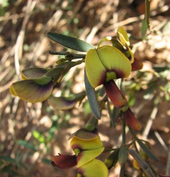 Image of <i>Templetonia stenophylla</i> (F. Muell.) J. M. Black