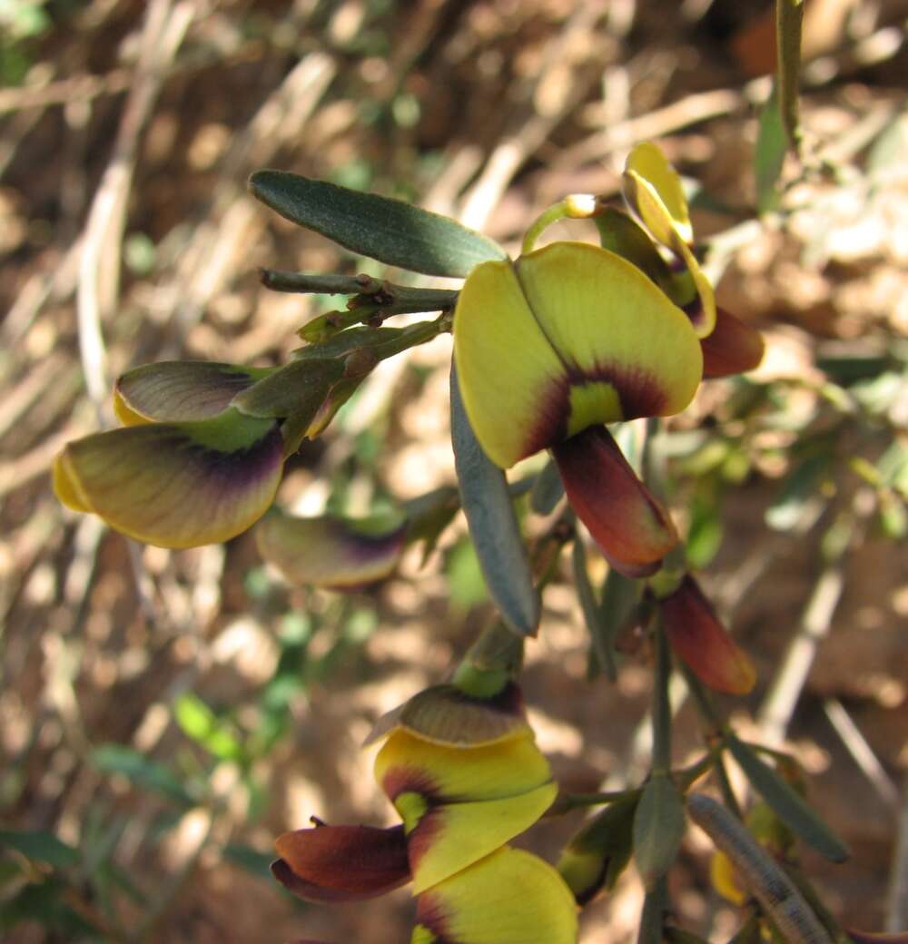 Imagem de Templetonia stenophylla (F. Muell.) J. M. Black