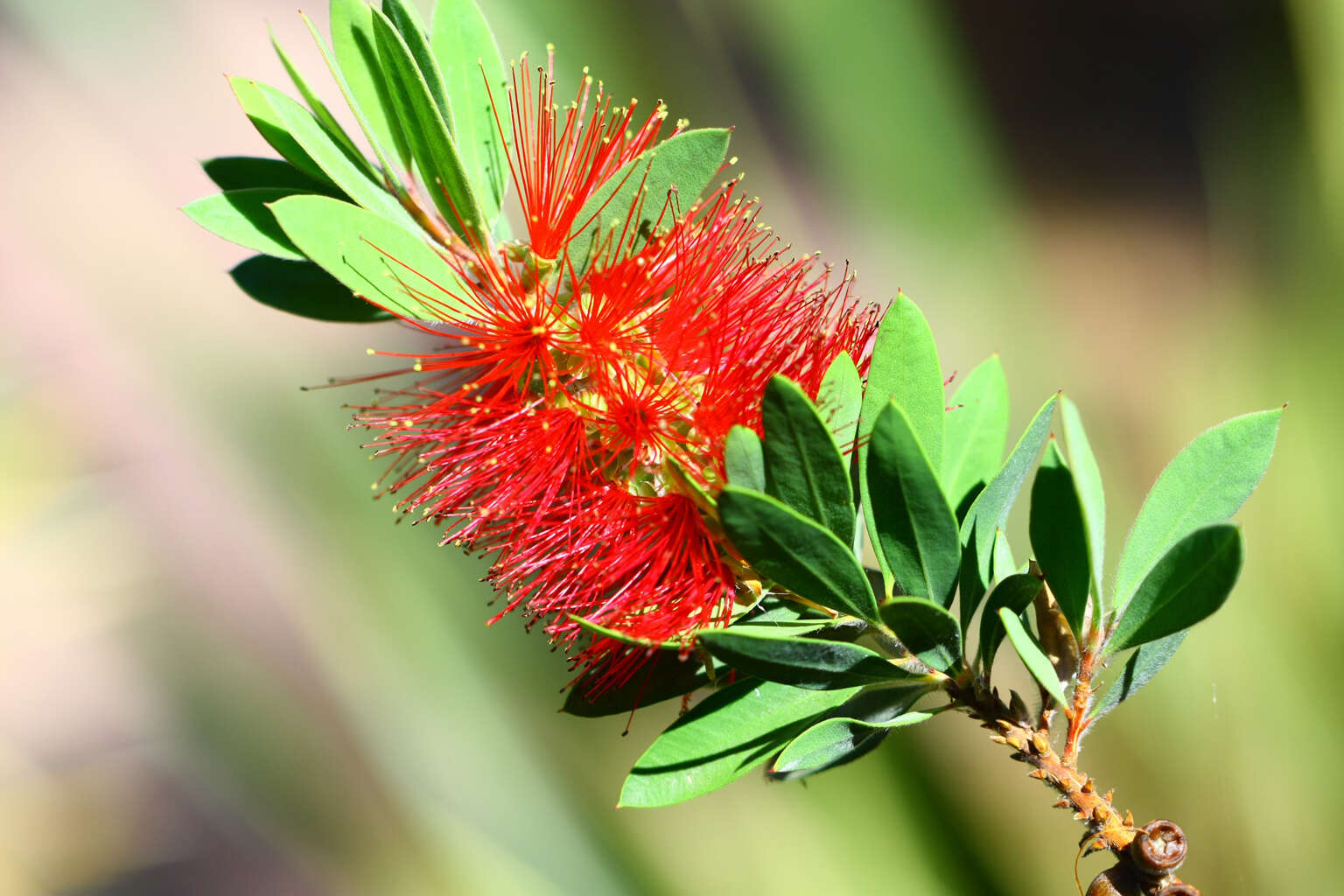 Image of crimson bottlebrush