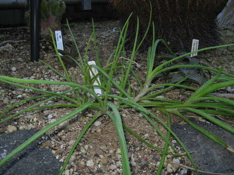 Image of Aloe ballii Reynolds