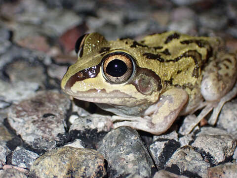 Image of Short-footed Frog