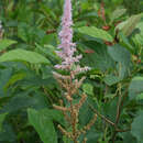 Imagem de Astilbe rubra Hook. & Thomson