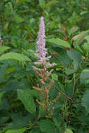 Image of Astilbe rubra Hook. & Thomson