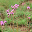 Campuloclinium macrocephalum (Less.) DC. resmi