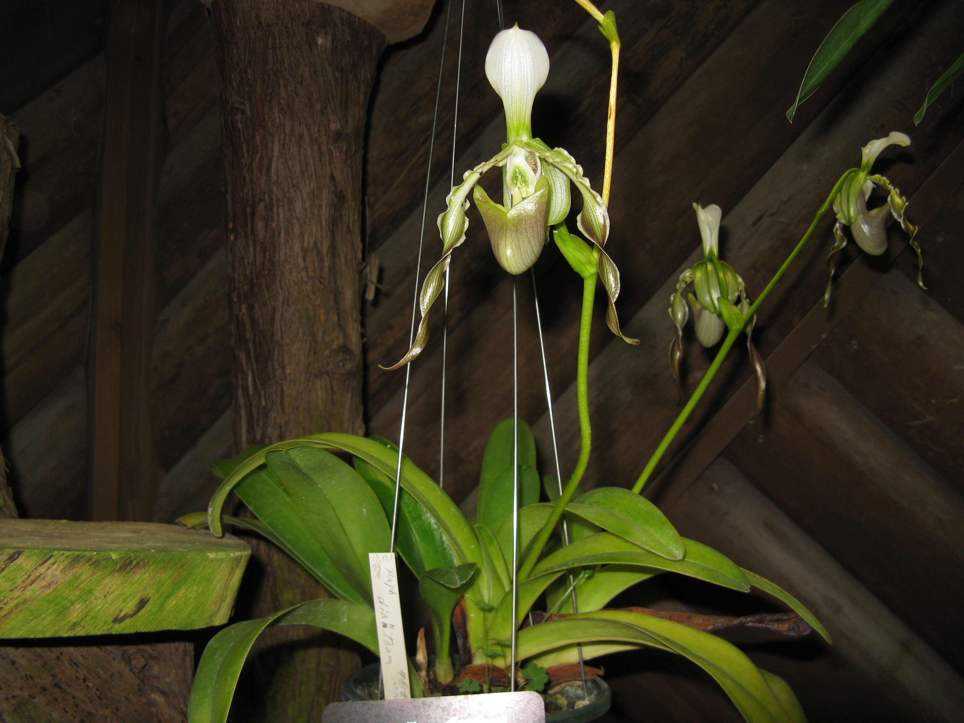 Слика од Paphiopedilum dianthum Tang & F. T. Wang