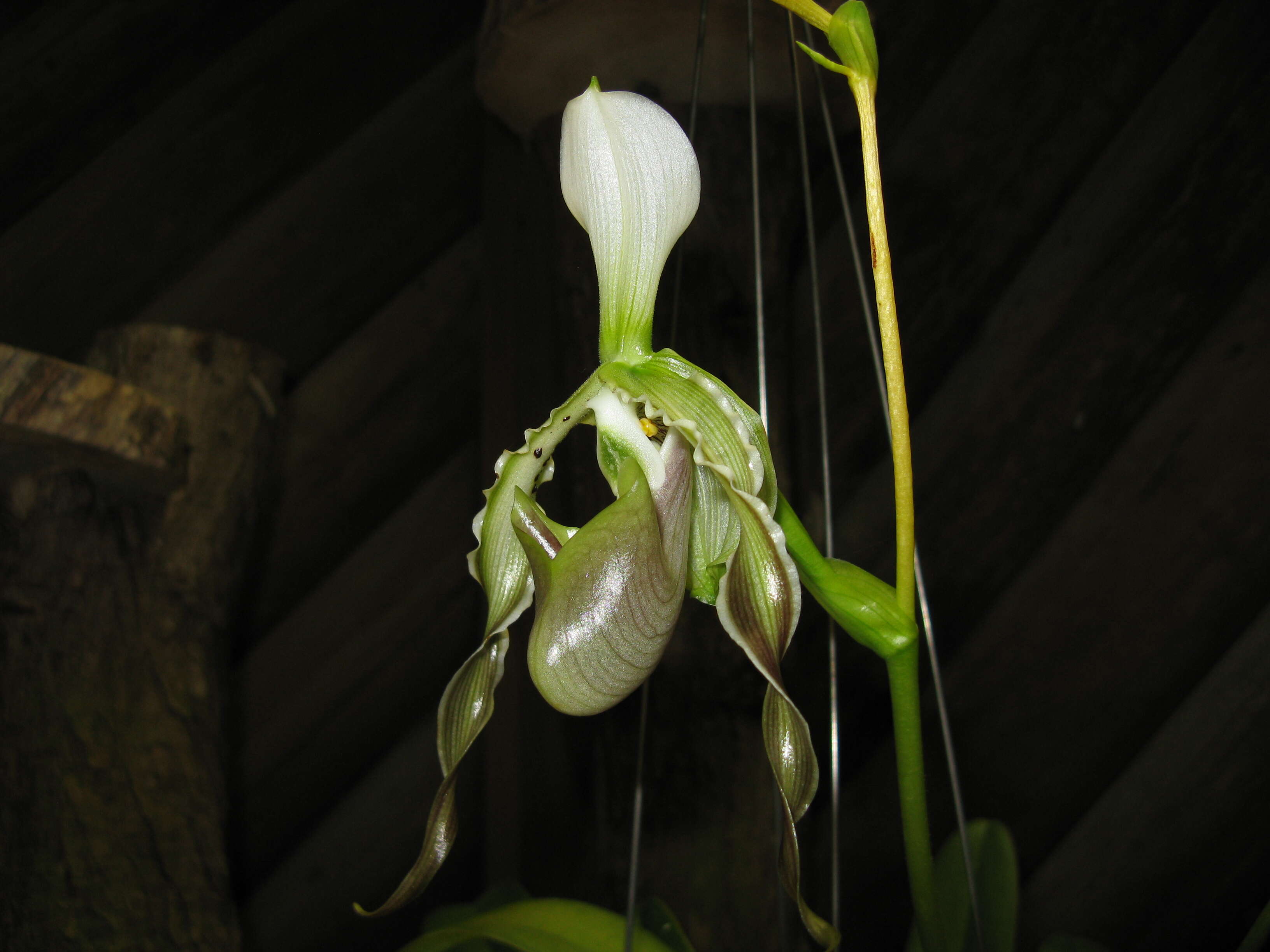 Слика од Paphiopedilum dianthum Tang & F. T. Wang