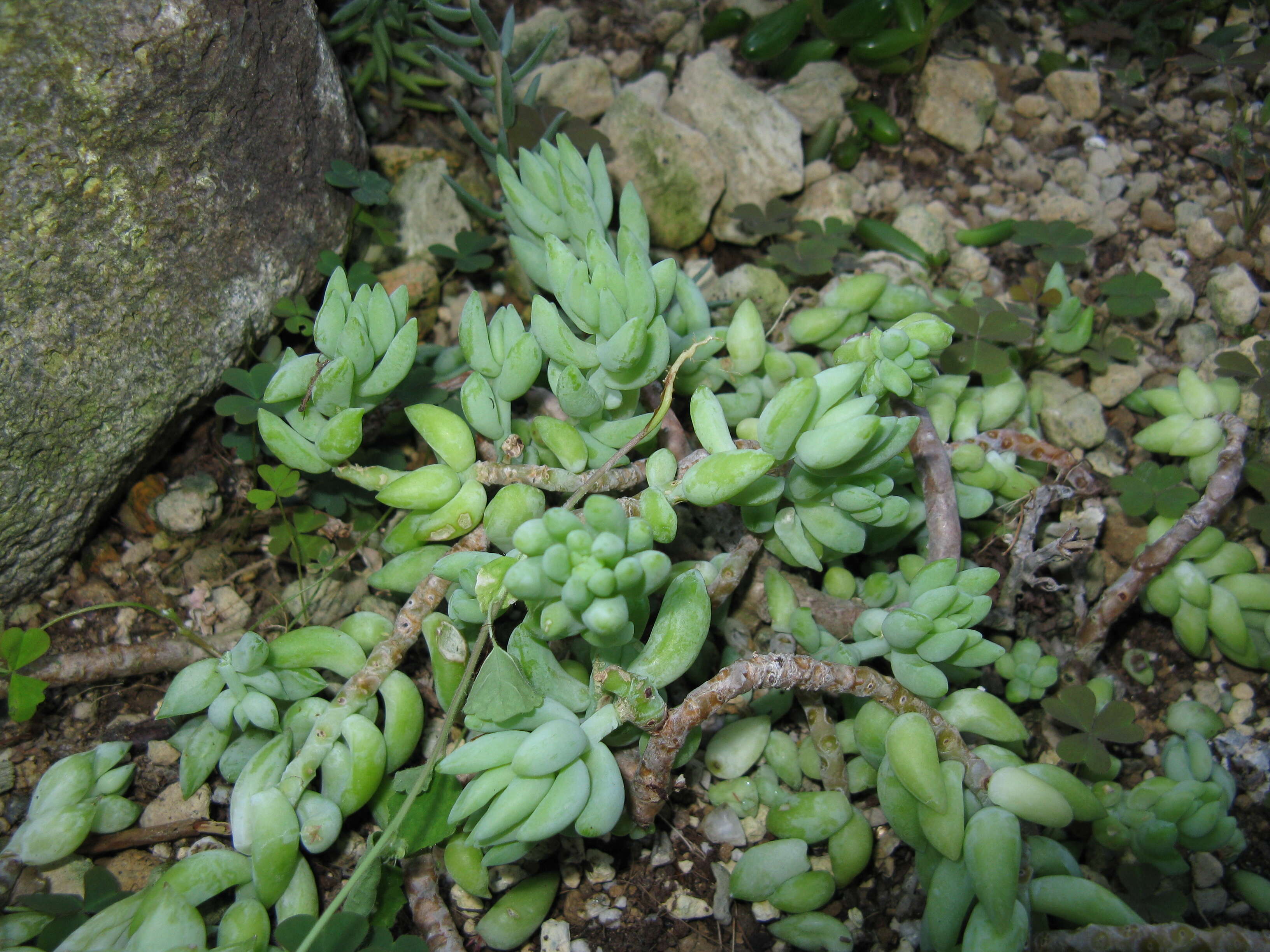 Image of Sedum morganianum Walther