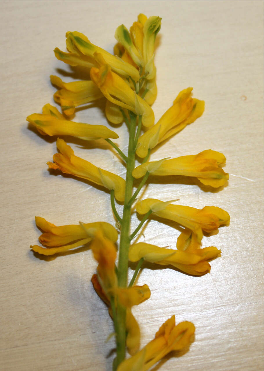 Imagem de Pseudofumaria lutea (L.) Borkh.