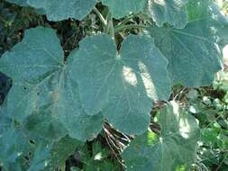 Image of hollyhock