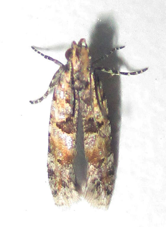 Image of Deltophora typica Sattler 1979