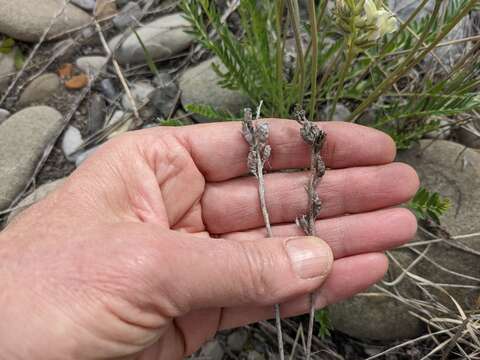 Image of field locoweed