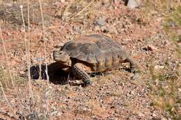 Image of desert tortoise