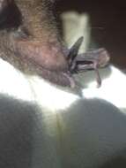 Image of Tailed Tailless Bat