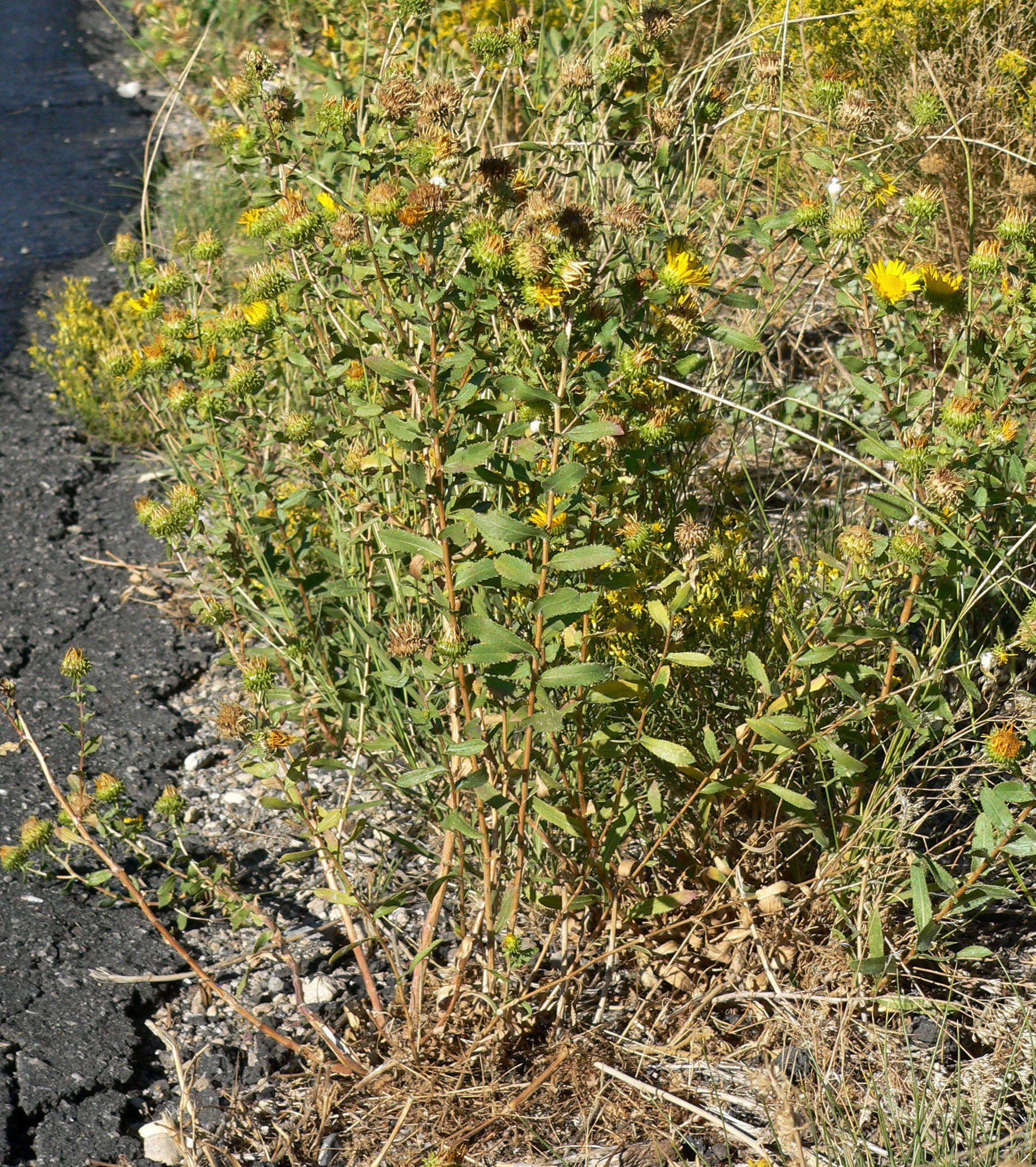 Image of Curly-cup gumweed