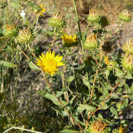 Image of Curly-cup gumweed