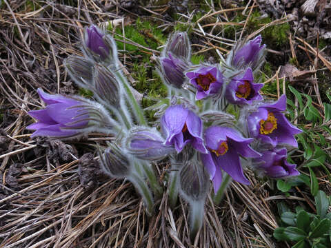 Image of Eastern Pasque Flower