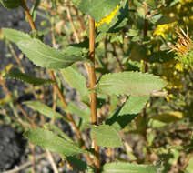 Image of Curly-cup gumweed