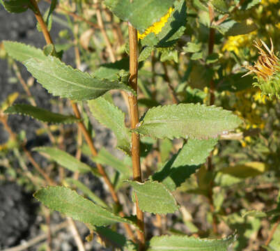 Grindelia squarrosa (Pursh) Dunal resmi