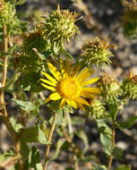 Image of Curly-cup gumweed