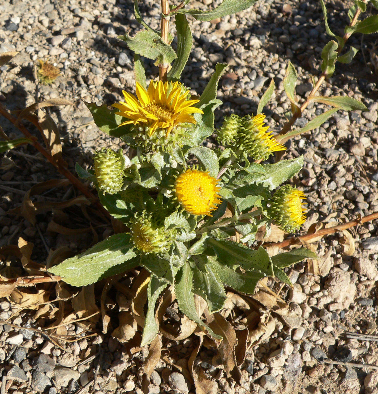 Image of Curly-cup gumweed