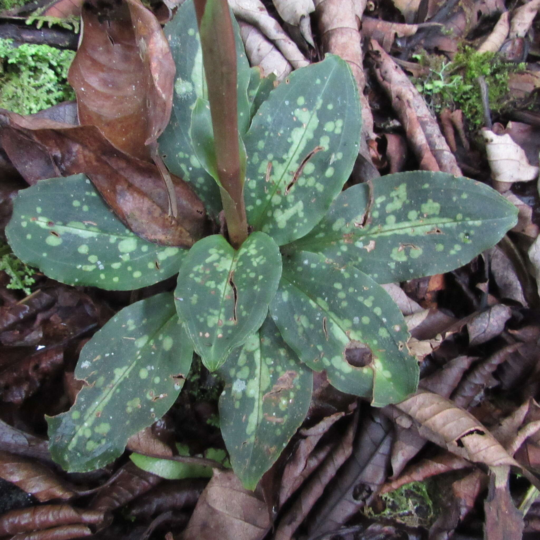 Plancia ëd Stenorrhynchos albidomaculatum Christenson