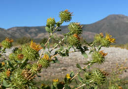 Image of Curly-cup gumweed