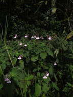 Image of Impatiens maculata Wight