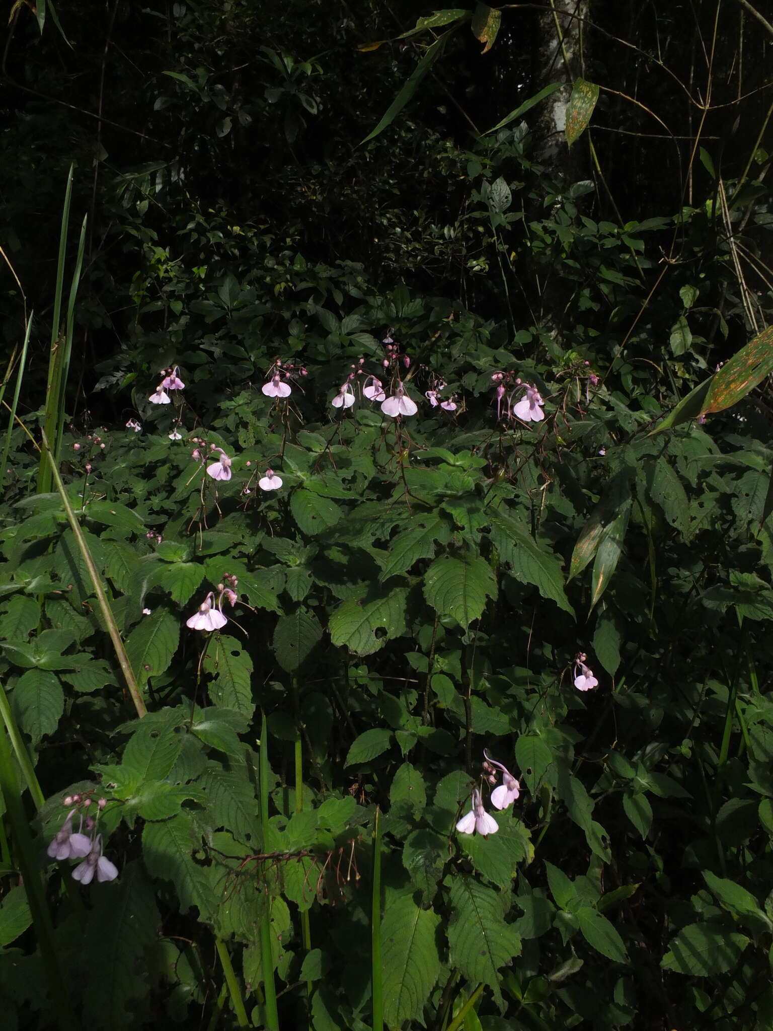 Image of Impatiens maculata Wight