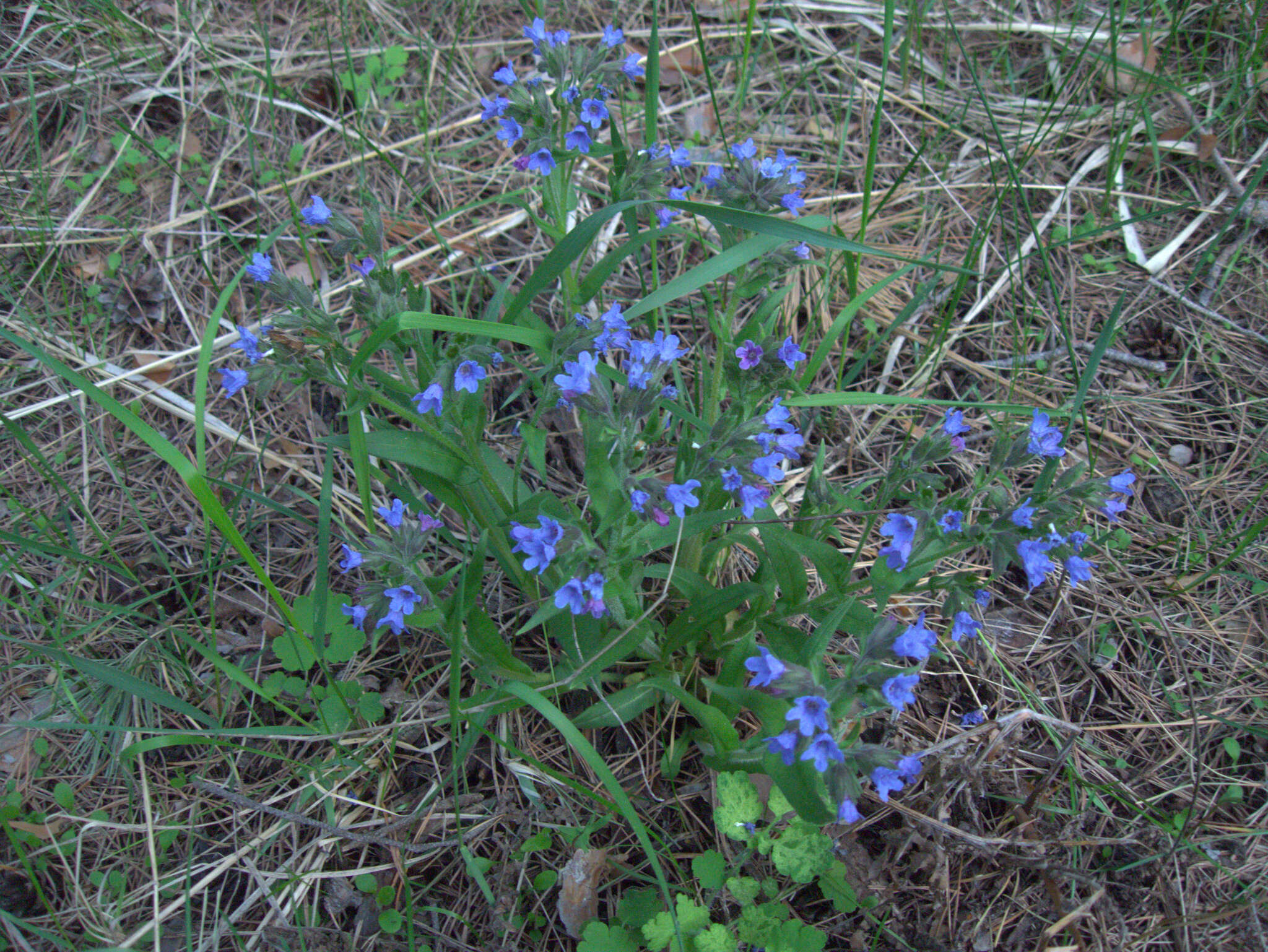 Image of Pulmonaria angustifolia L.