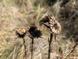 Image of Prickly Grass-Leaf-Aster