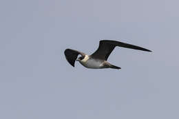 Image of Long-tailed Jaeger