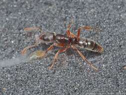 Image of Ant