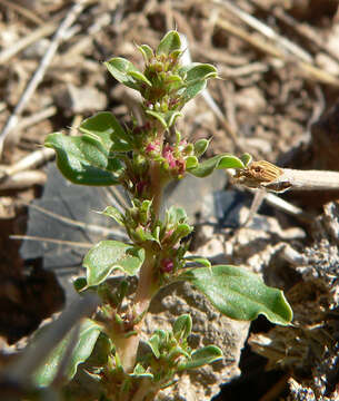 Image of white amaranth, white pigweed