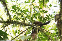 Image of Andean Squirrel