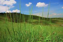 Image of einkorn wheat