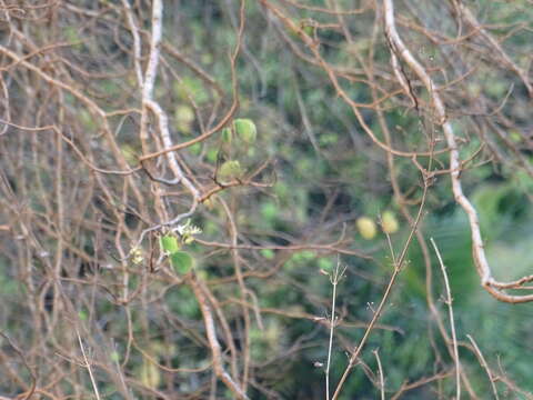 Imagem de Bauhinia racemosa Lam.