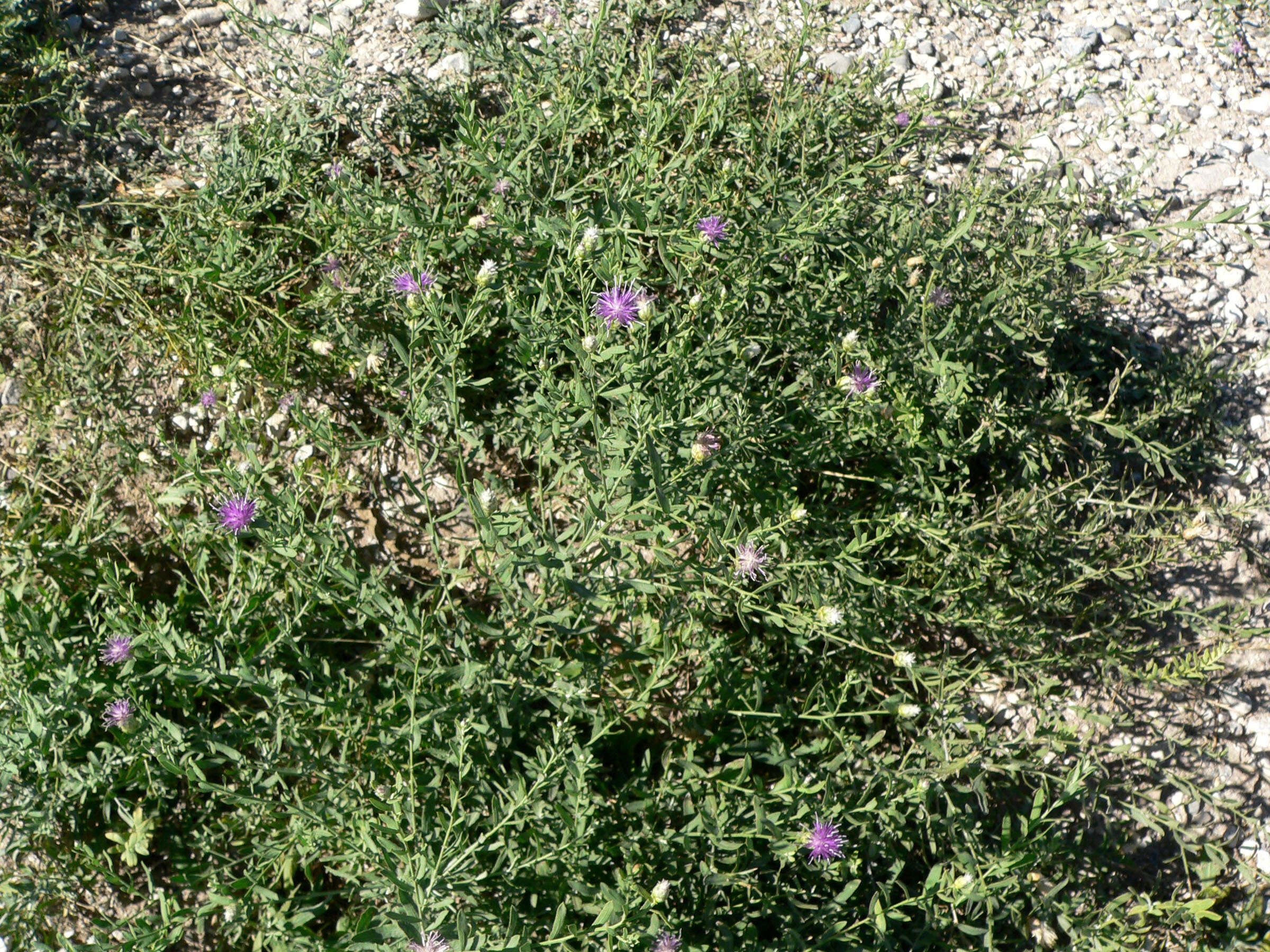 Image of Russian Knapweed