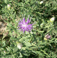 Image of Russian Knapweed